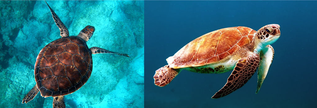 Turtles & no pop music History of Pop music
