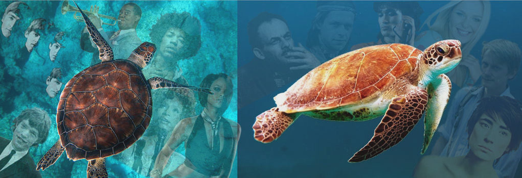 turtles, British, American & Russian pop music History of Pop music