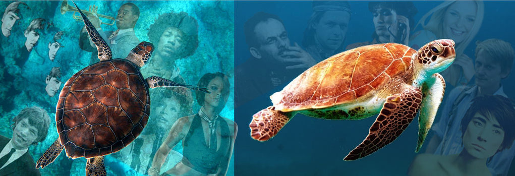 turtles, British, American & Russian pop music History of Pop music