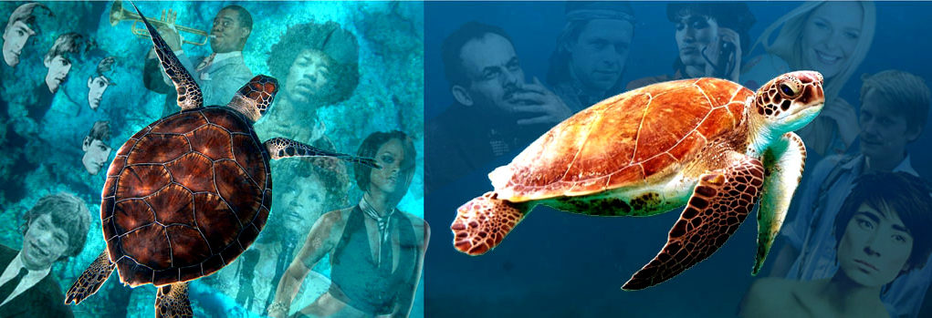 turtles, British, American & Russian pop music History of Pop music