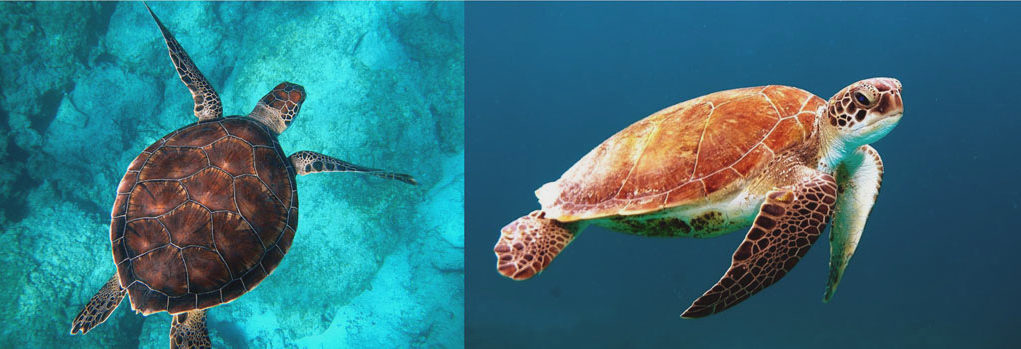 Turtles & no pop music History of Pop music