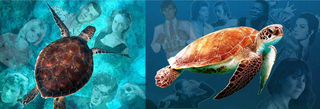 turtles, French & Spanish pop music History of Pop music