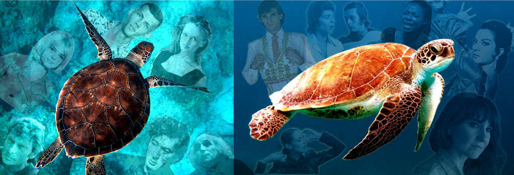 turtles, French & Spanish pop music History of Pop music