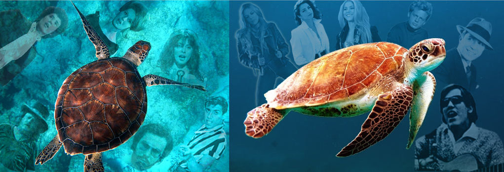turtles, Italian & Latin American pop music History of Pop music