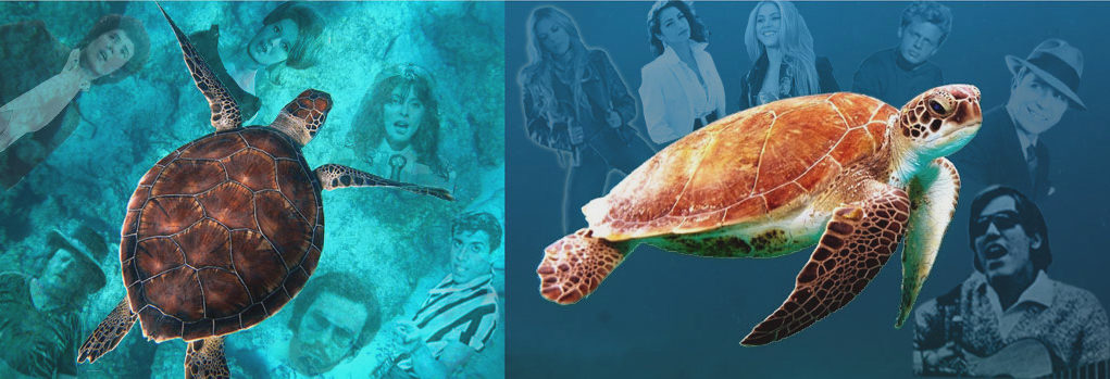turtles, Italian & Latin American pop music History of Pop music