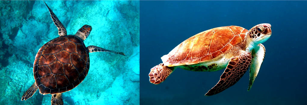 Turtles & no pop music History of Pop music